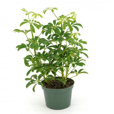Schefflera 6"