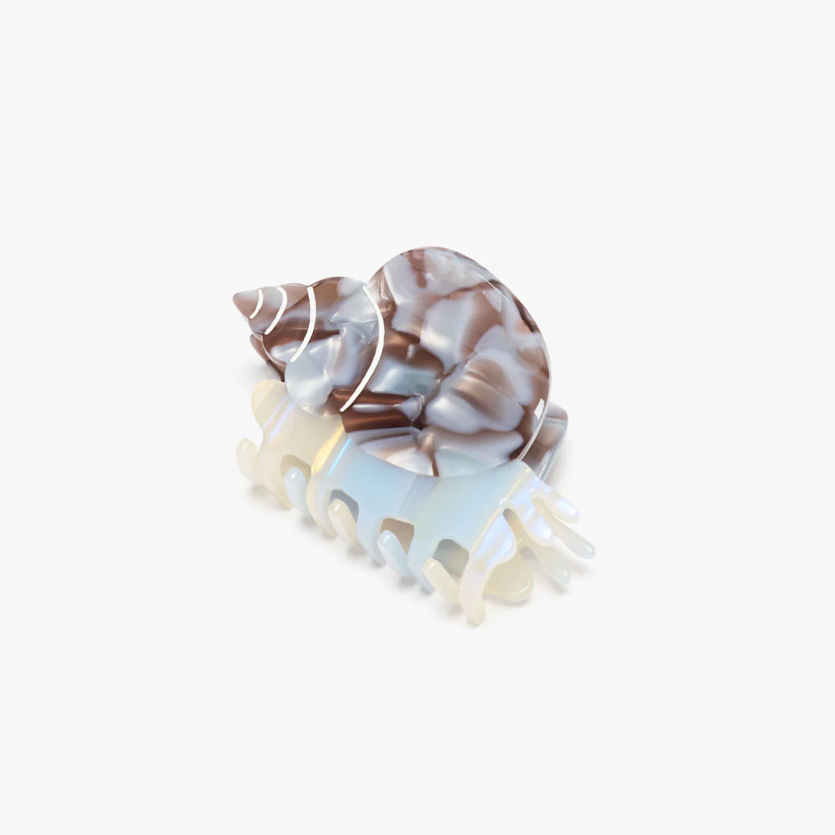 Blue Whelk Sea Snail Shell
