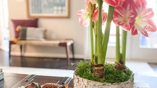 Saturday, Nov 7 | Holiday Amaryllis Workshop at Botanologica