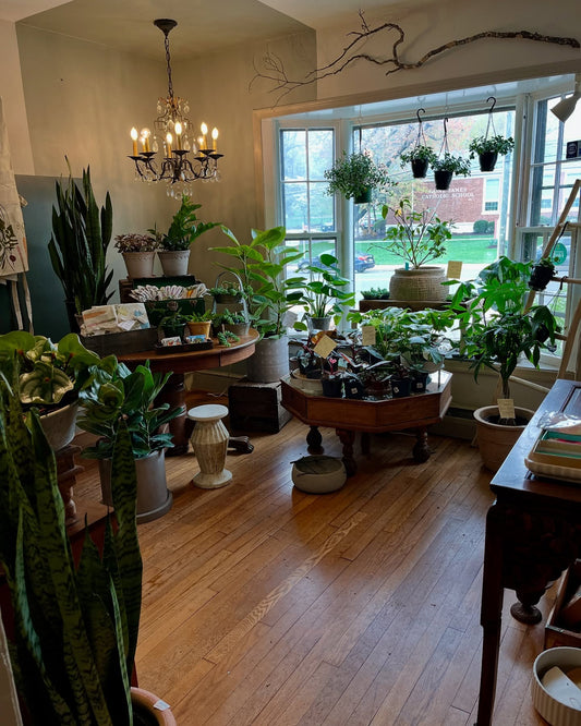 Green Living: Transform Your Falls Church Home with Indoor Plants