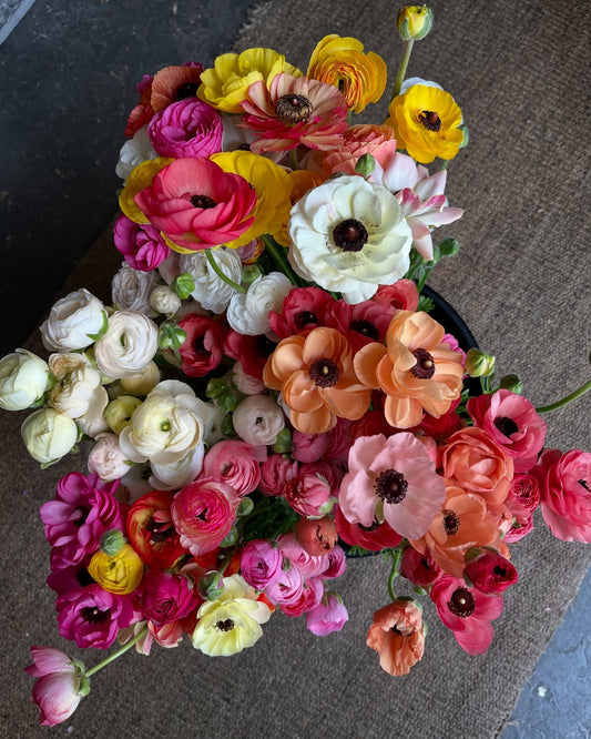 Seasonal Blooms: A Guide to Flowers Available Year-Round in Falls Church
