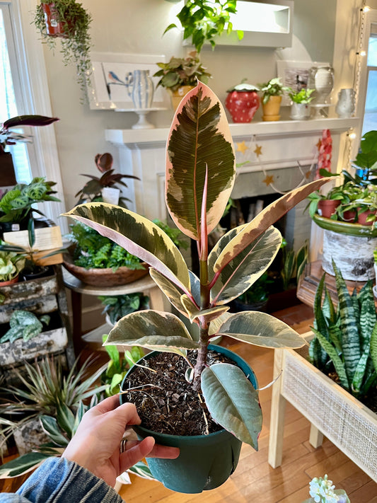 Why Plants Make the Perfect Easter Gift