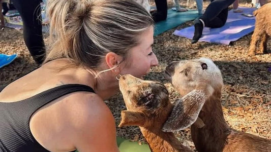 Saturday, Oct 24 | Goat Yoga Is Coming to Botanologica!