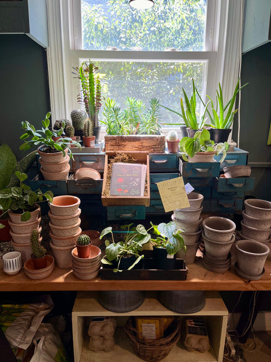 Thank You for Voting Botanologica Best of NoVA 2025!