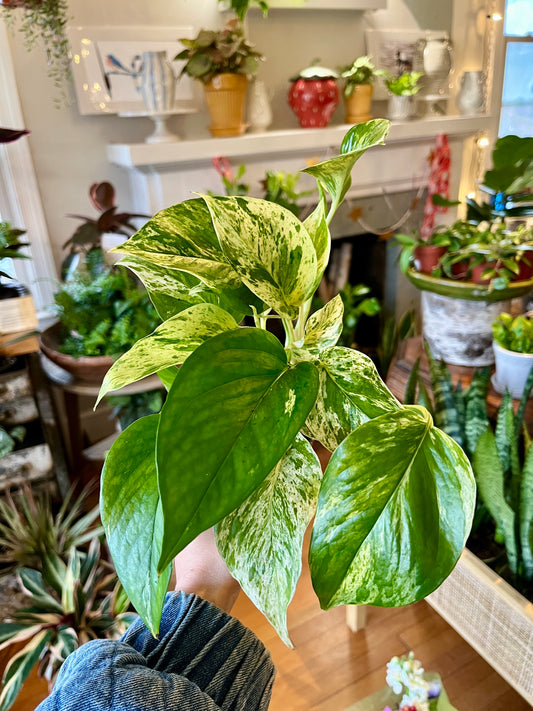 3" Pothos - Marble Queen