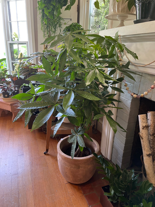 10" Money Tree
