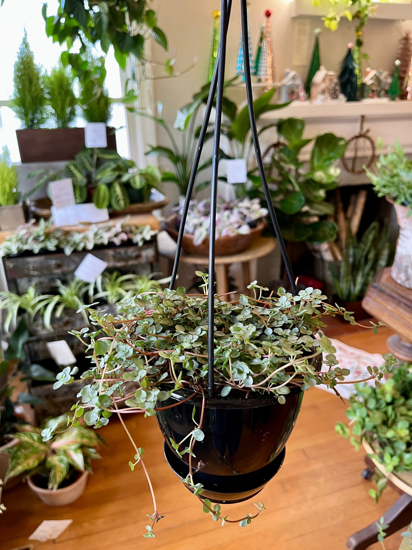 5" HB Pilea Glauca Aquamarine