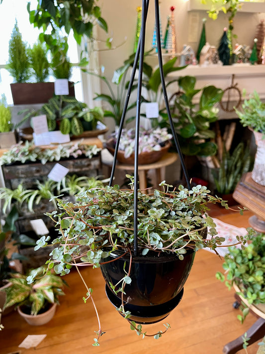 5" HB Pilea Glauca Aquamarine