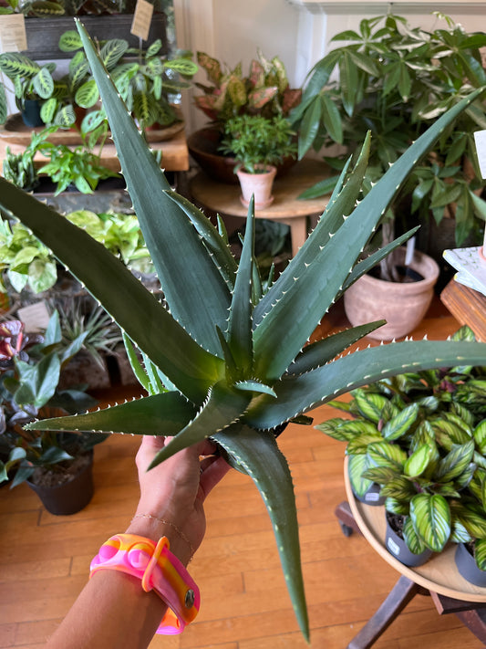 5" Aloe Medivera Equator
