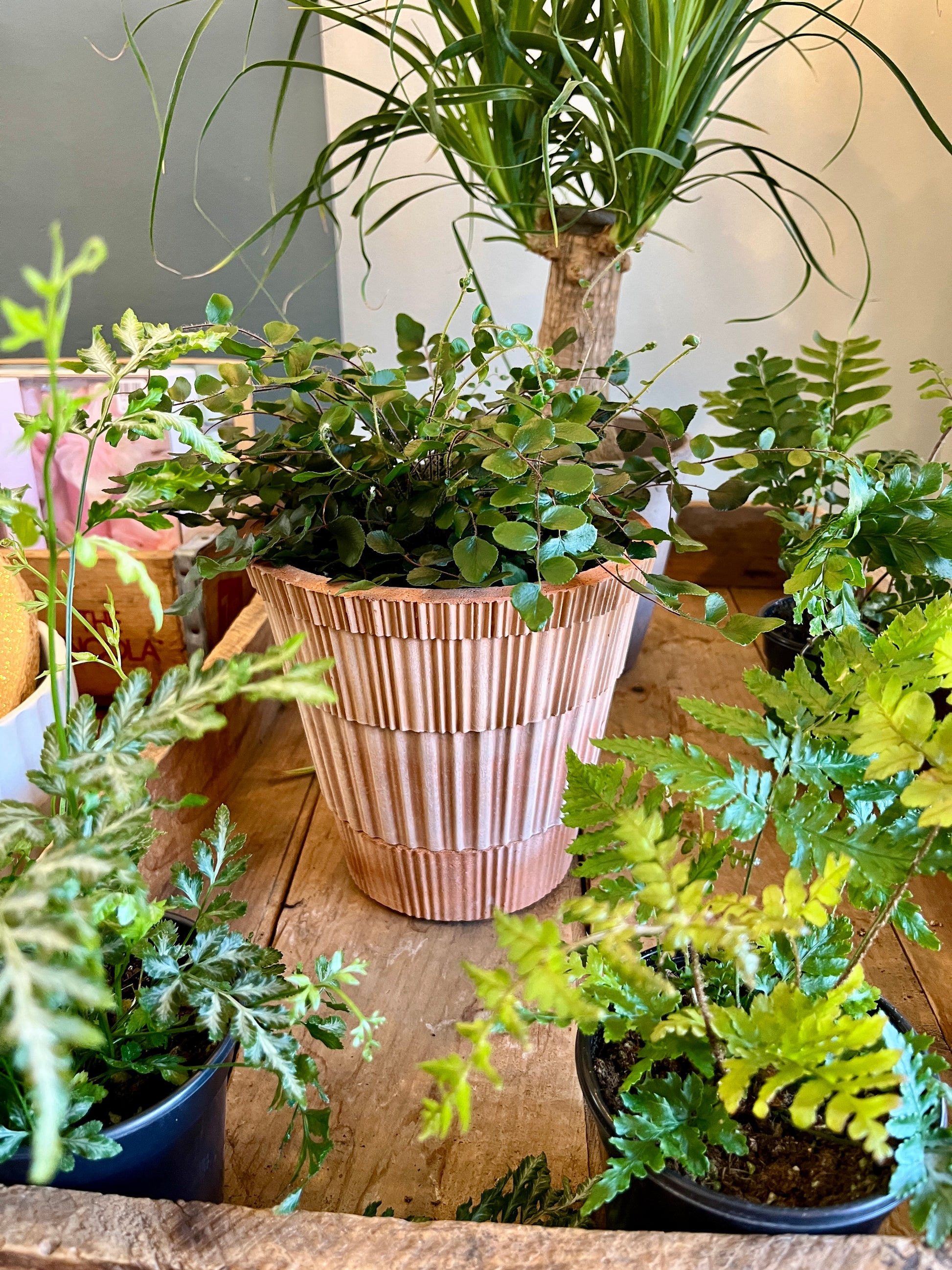 growers plant pots Assorted Fern, 6" growers pot – Botanologica