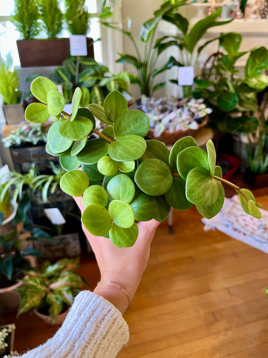 3.5" Peperomia Hope