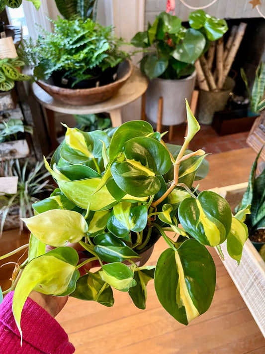 6" Philodendron - Brasil