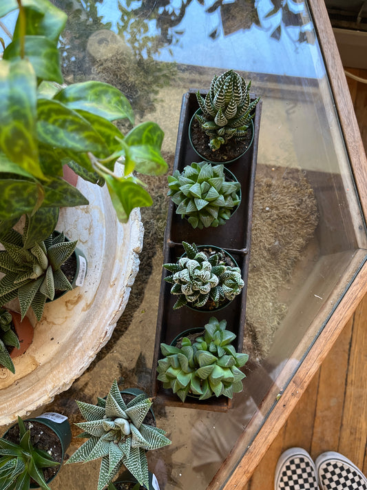 Haworthia, in 2.5" growers pot
