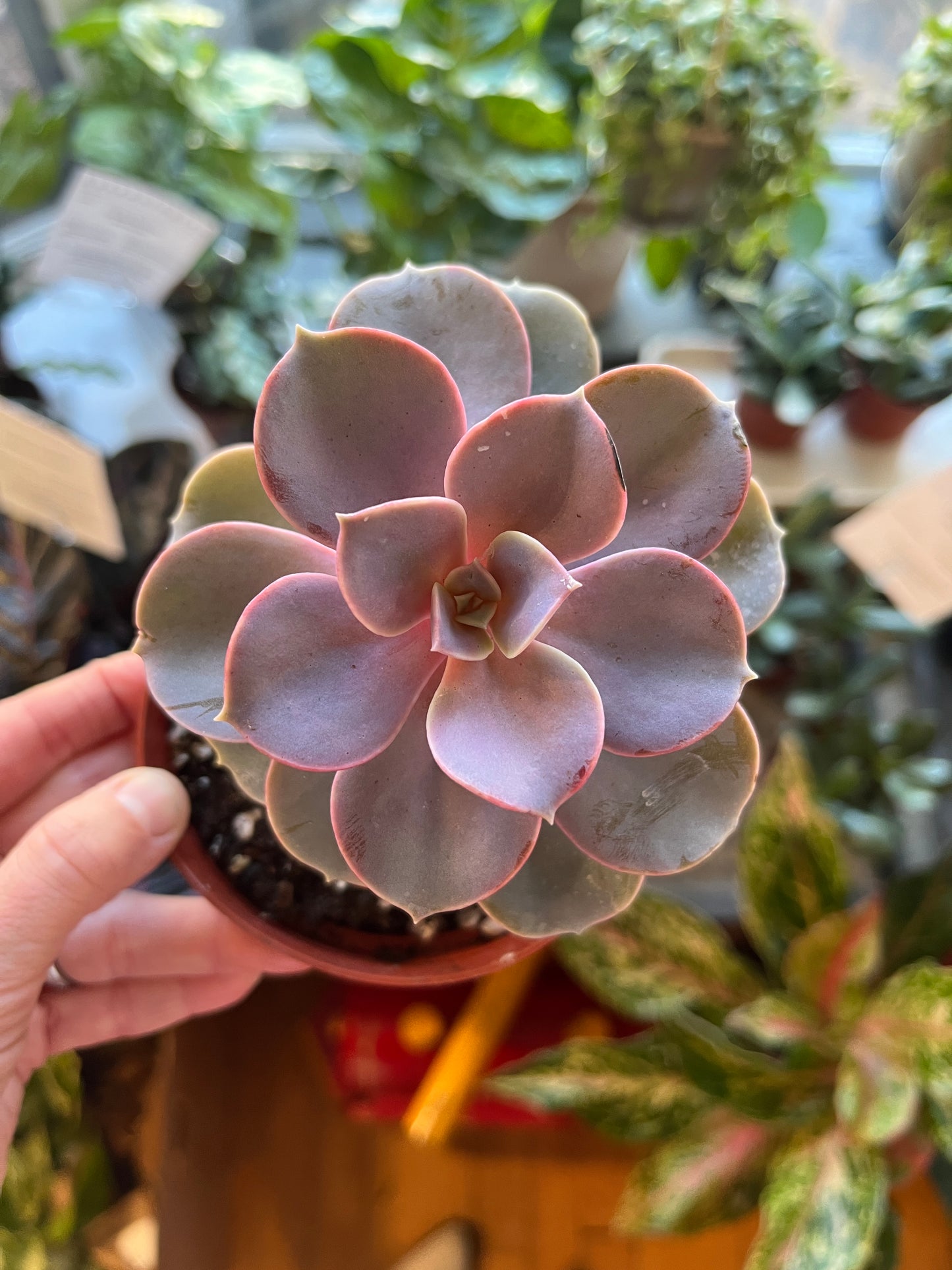 Succulent, in 4" grower's pot