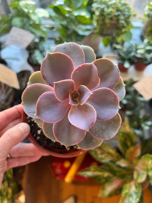 Succulent, in 4" grower's pot