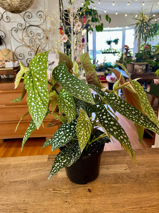 6" Begonia Rex White Maculata