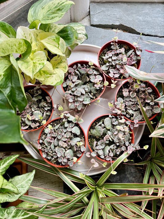Ceropegia- String of Hearts 4"