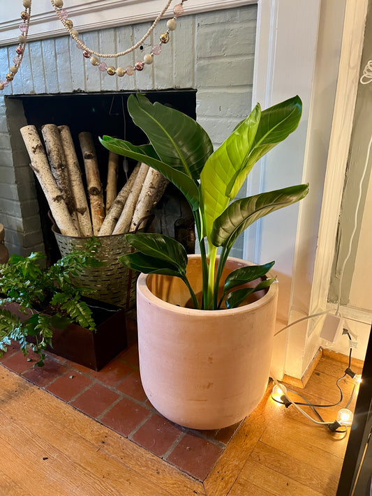8" Strelitzia Nicolai - White Bird of Paradise