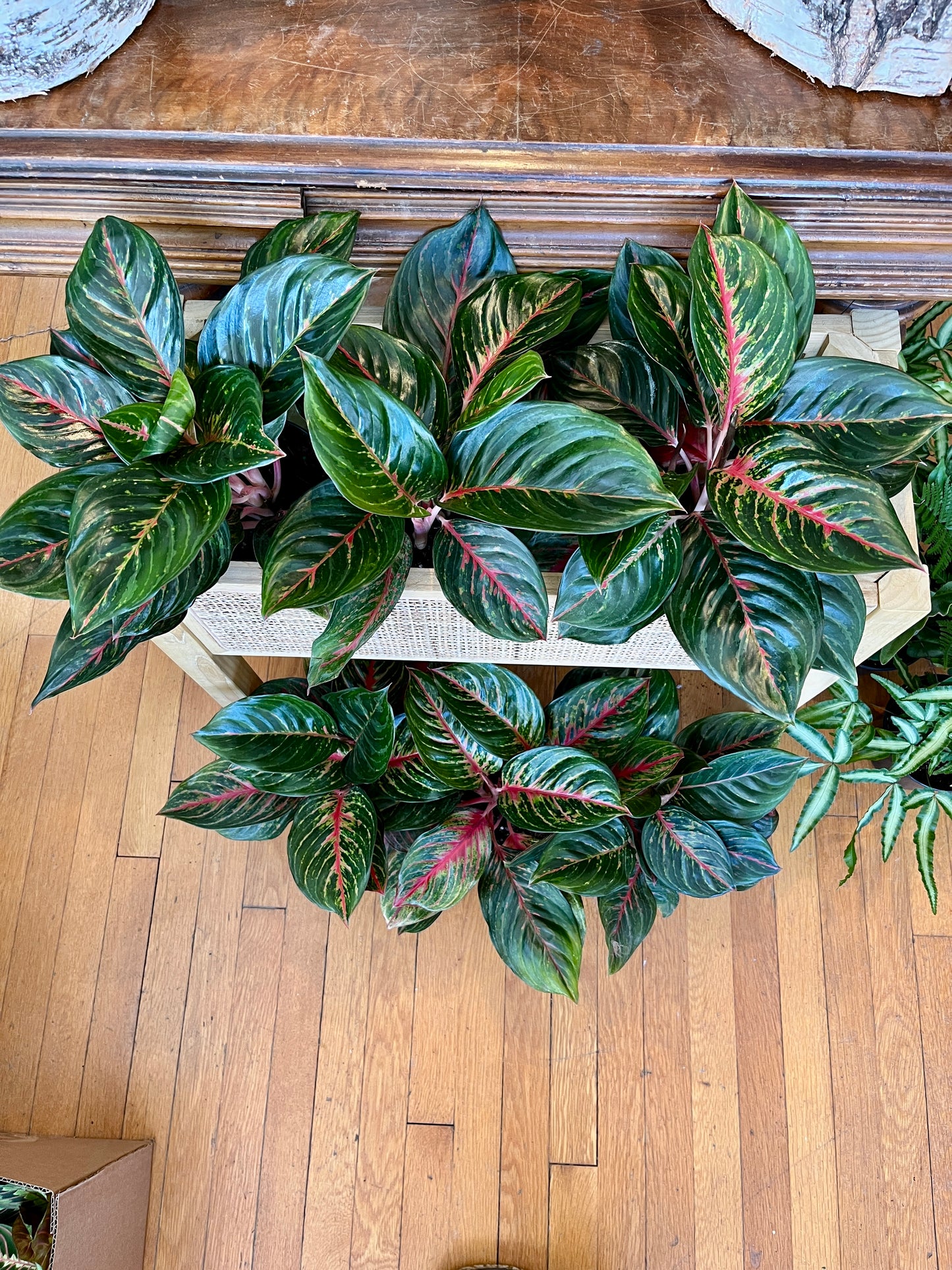 6" Aglaonema - Rubi/Red Emerald