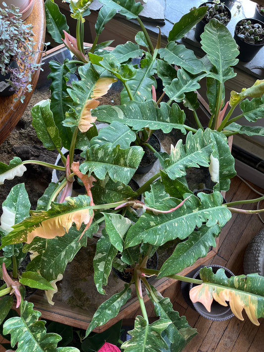 5" Philodendron Golden Girl