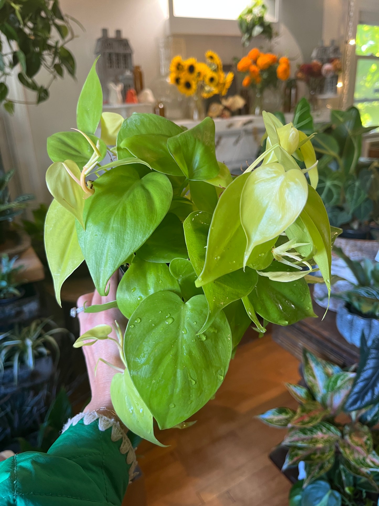 4" Philodendron - Lemon Cordatum