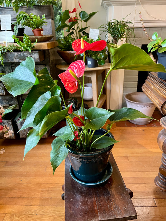 Anthurium 6" Asst