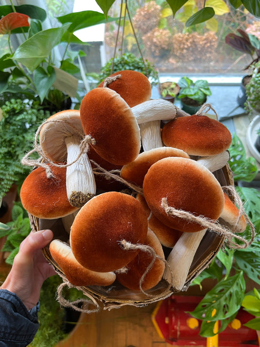 Brown Velvet Mushroom (12cm)