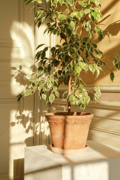 25cm Kobenhavner Terra Cotta Pot & Saucer