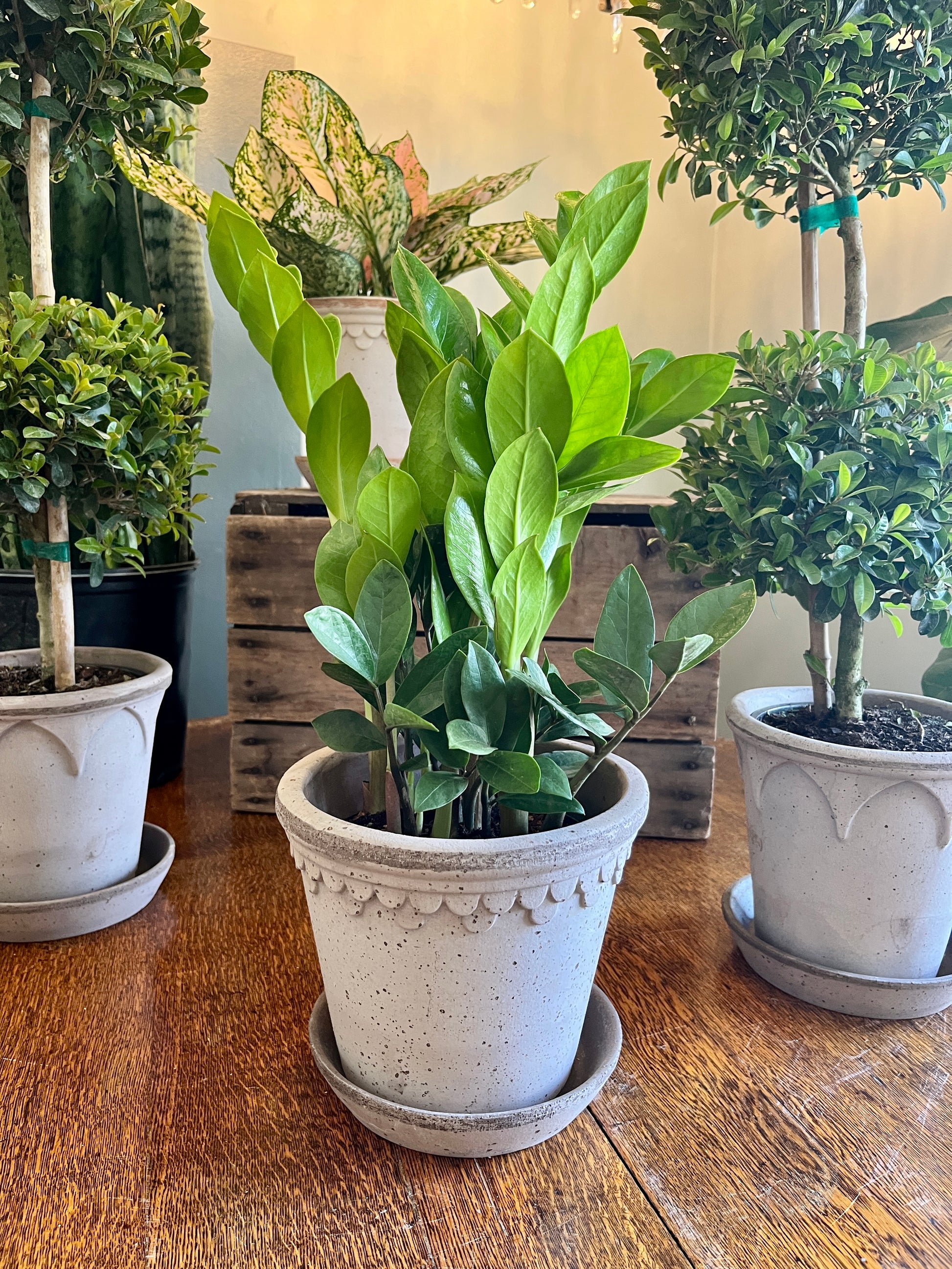 best pots for zz plant ZZ Plant, 6” grower's pot – Botanologica