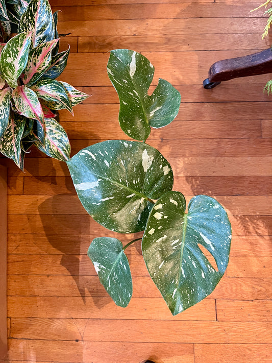 4" Philodendron Thai Constellation