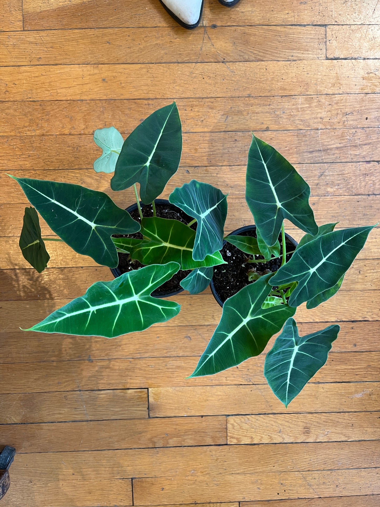 6" Alocasia - Frydek "Velvet Elvis"