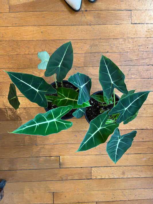 6" Alocasia - Frydek "Velvet Elvis"