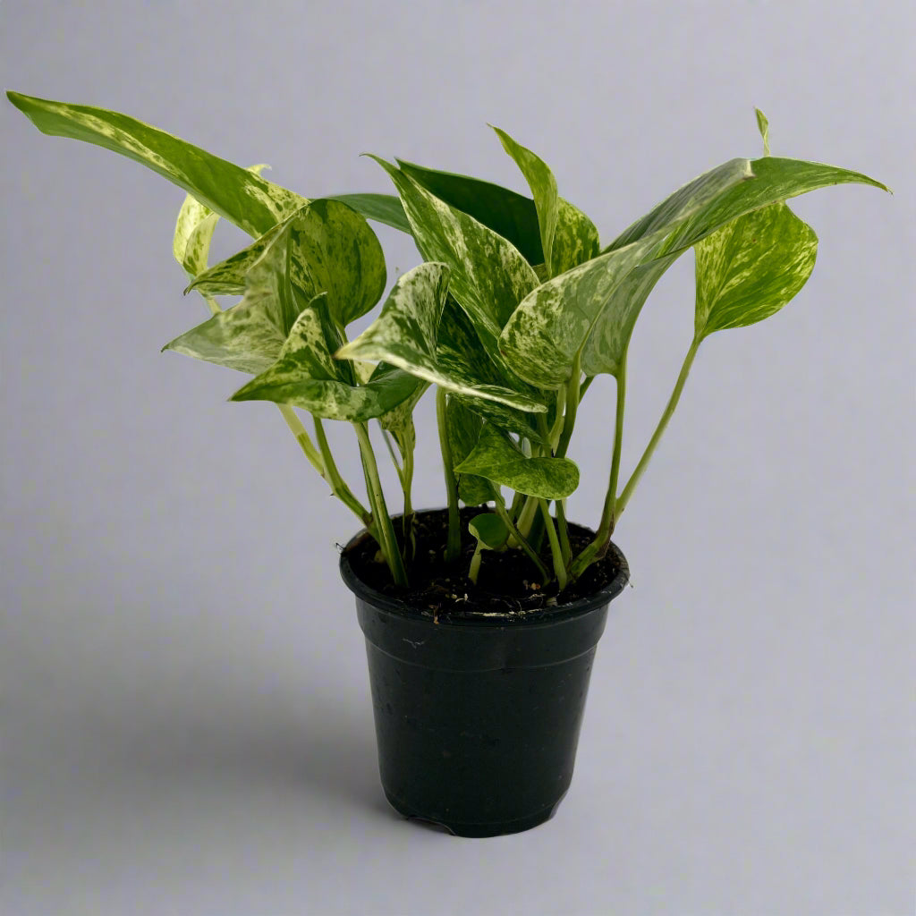 marble plant pot indoor Pothos 'Marble Queen', in 4" grower's pot – Botanologica