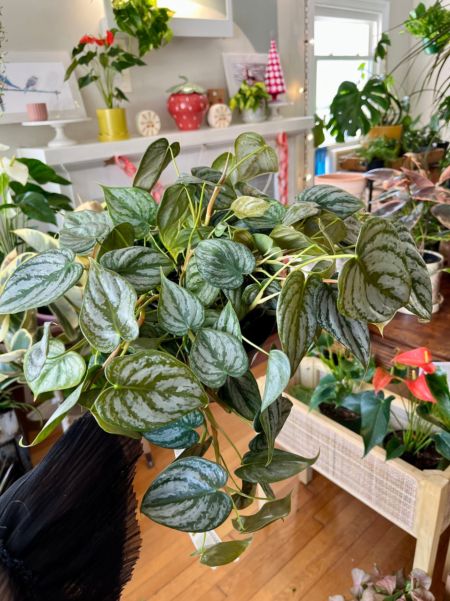 6" Philodendron "Brandi"