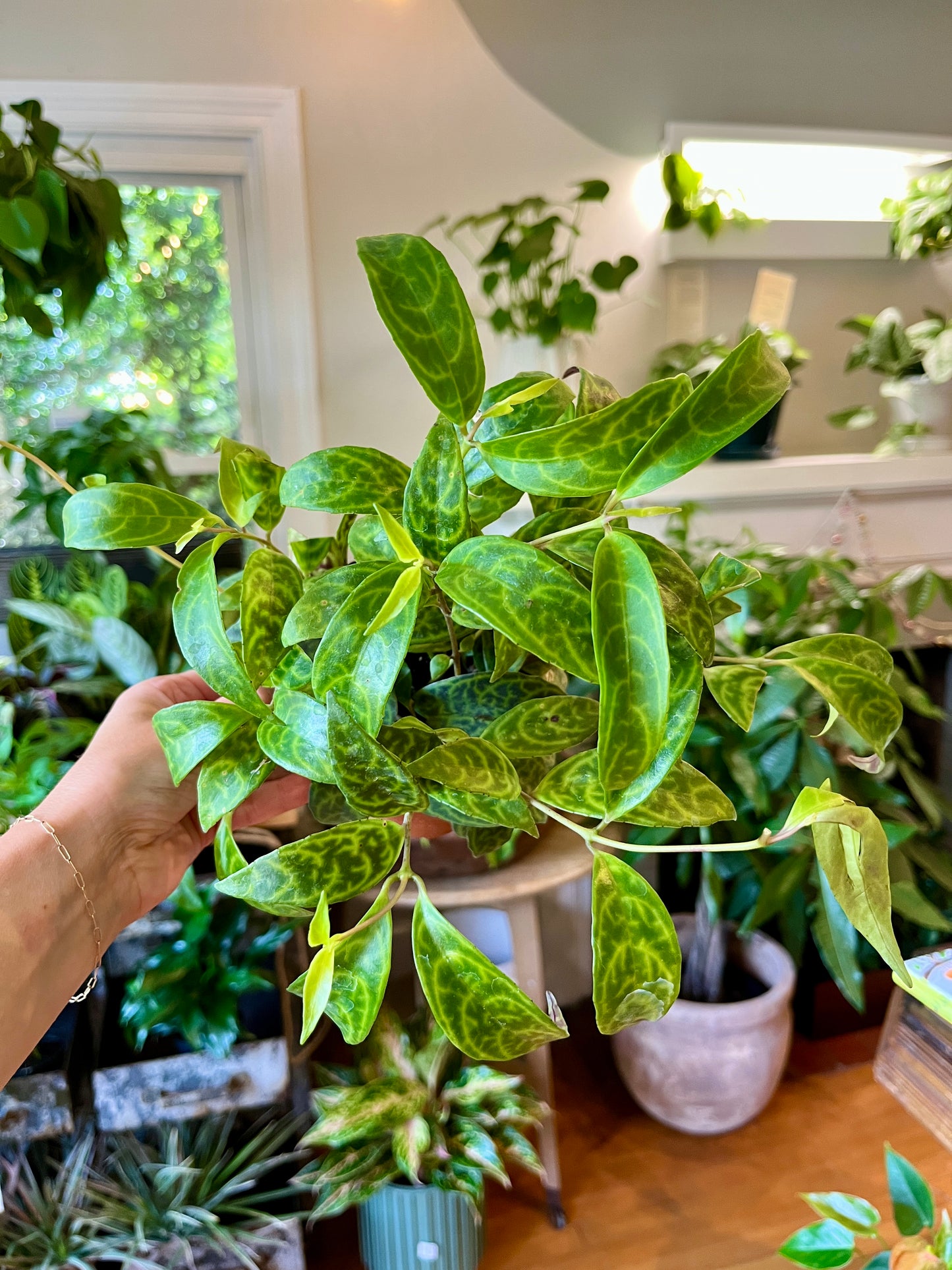 4" Aeschynanthus - Marmoratus "Black Pagoda"