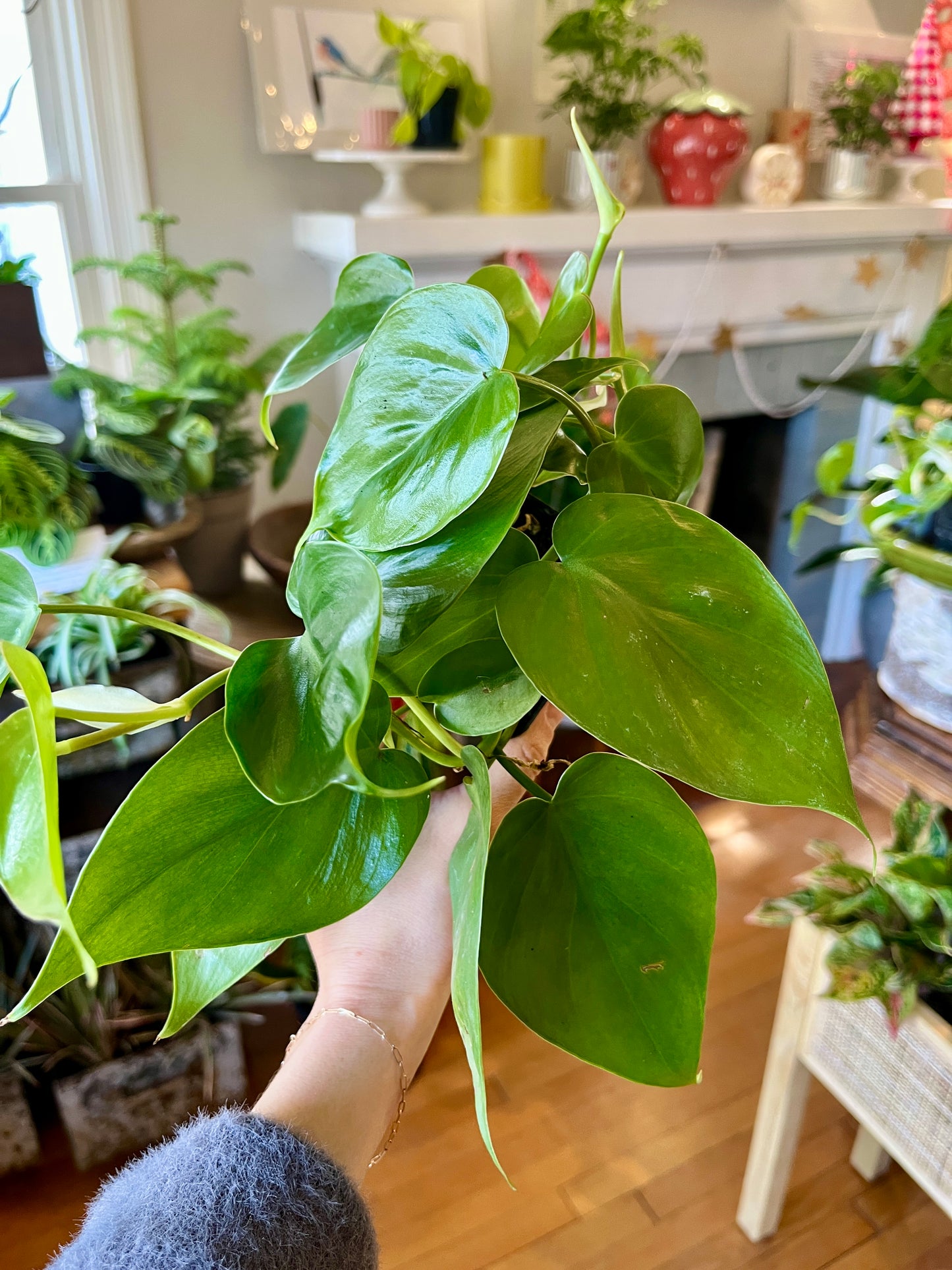 3" Philodendron Cordatum