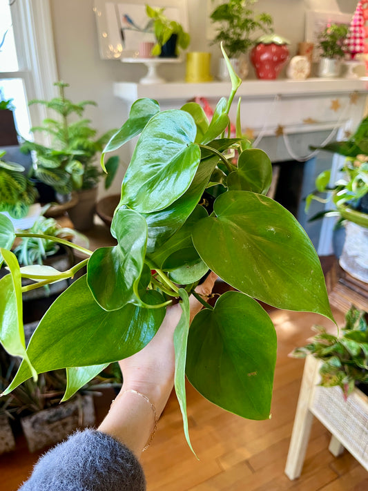 3" Philodendron Cordatum