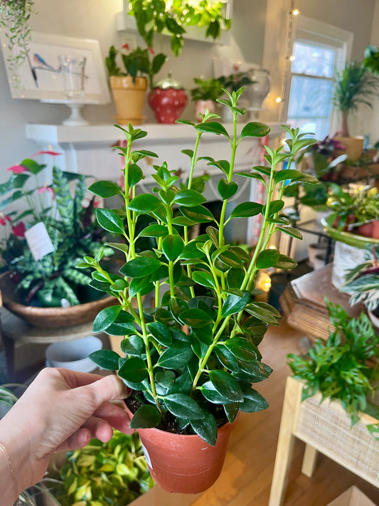 4" Nematanthus - Goldfish