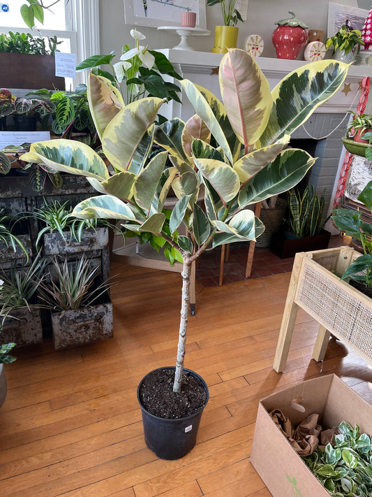 Ficus elastica 'Tineke' 10" growers pot