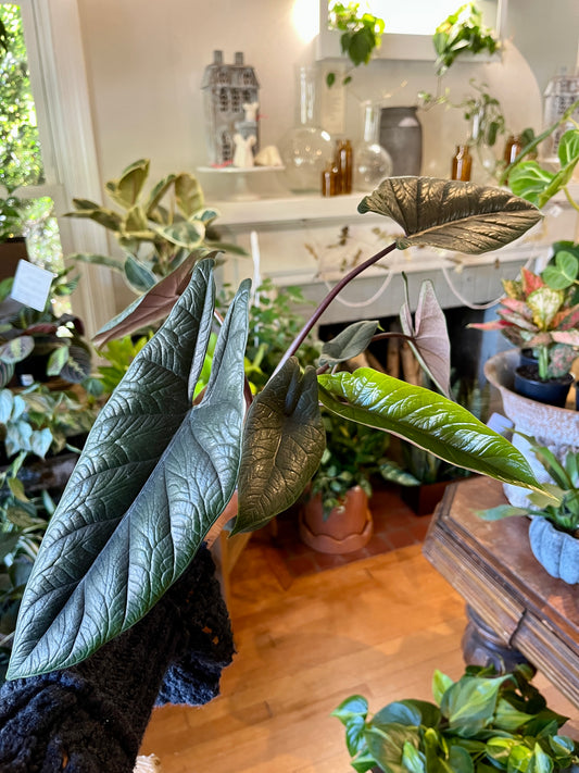 4" Alocasia Scalprum