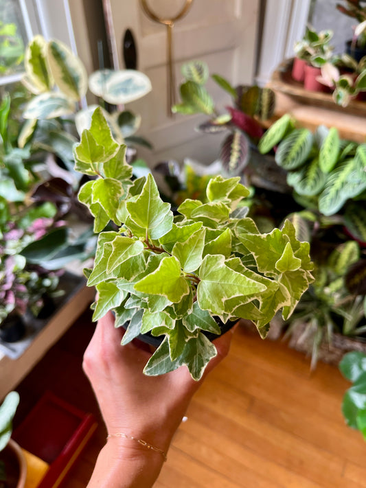 4" Hedera Helix - Variegated Ivy