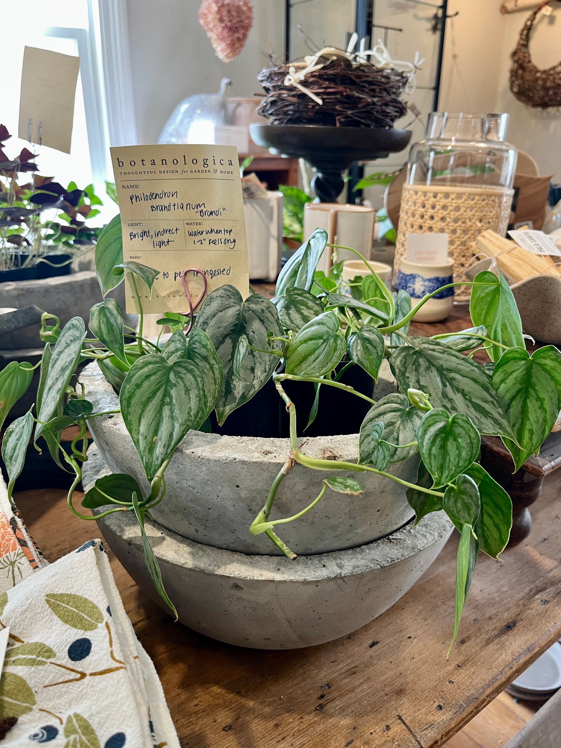 philodendron brandtianum in decorative pots 4" Philodendron