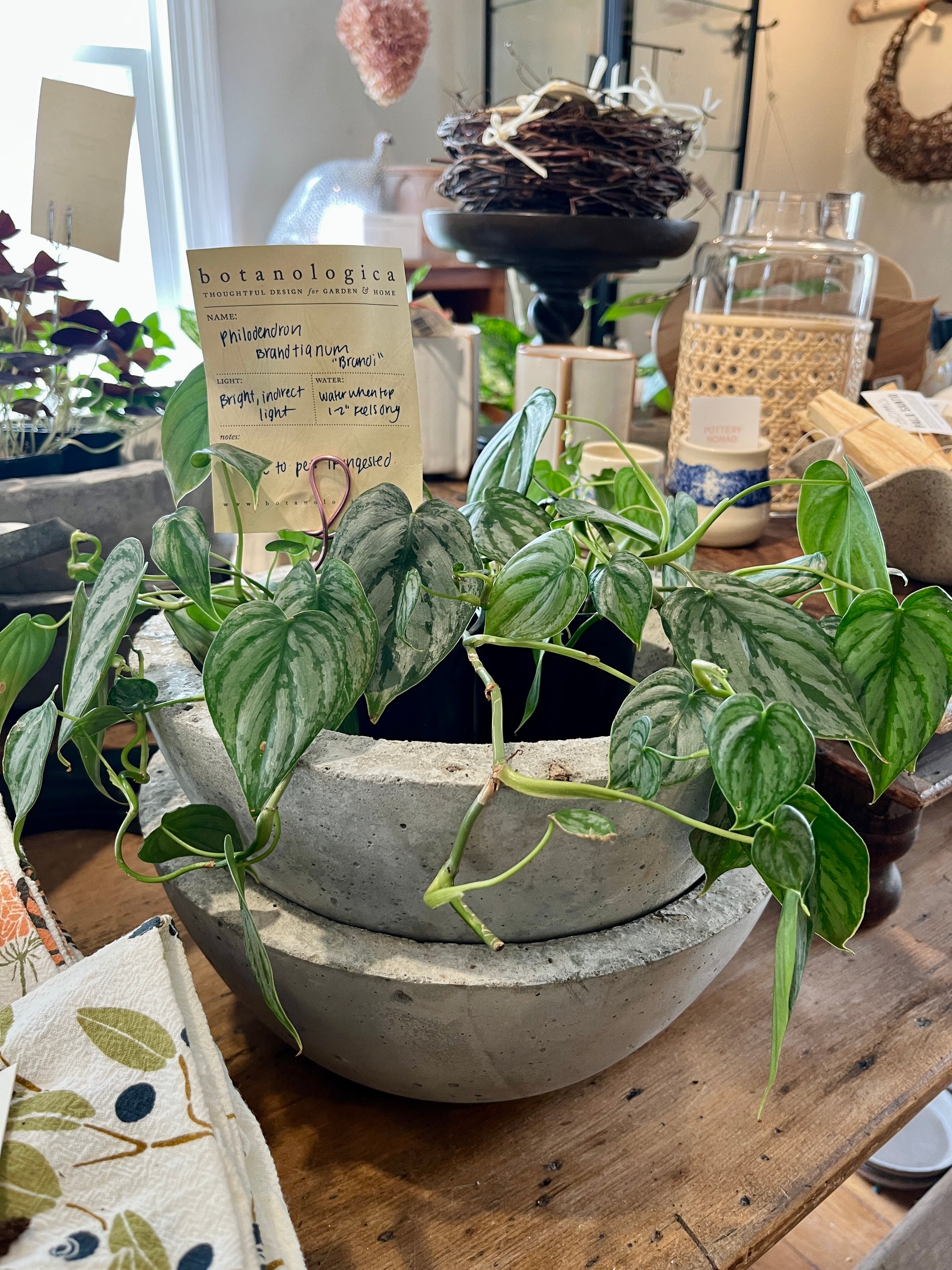4 philodendron 4" Philodendron