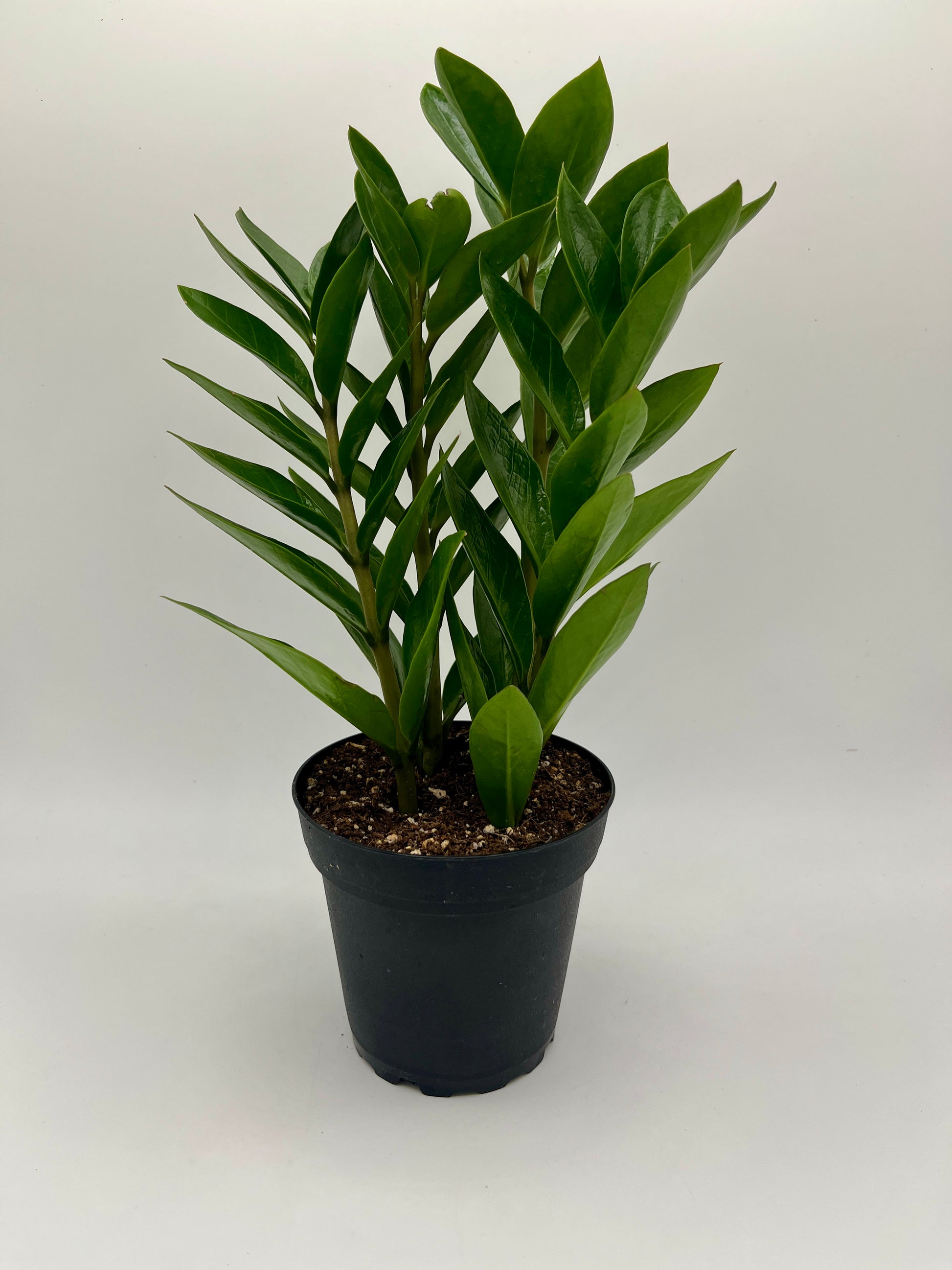 planta zz o zamioculcas 4" Zamioculcas