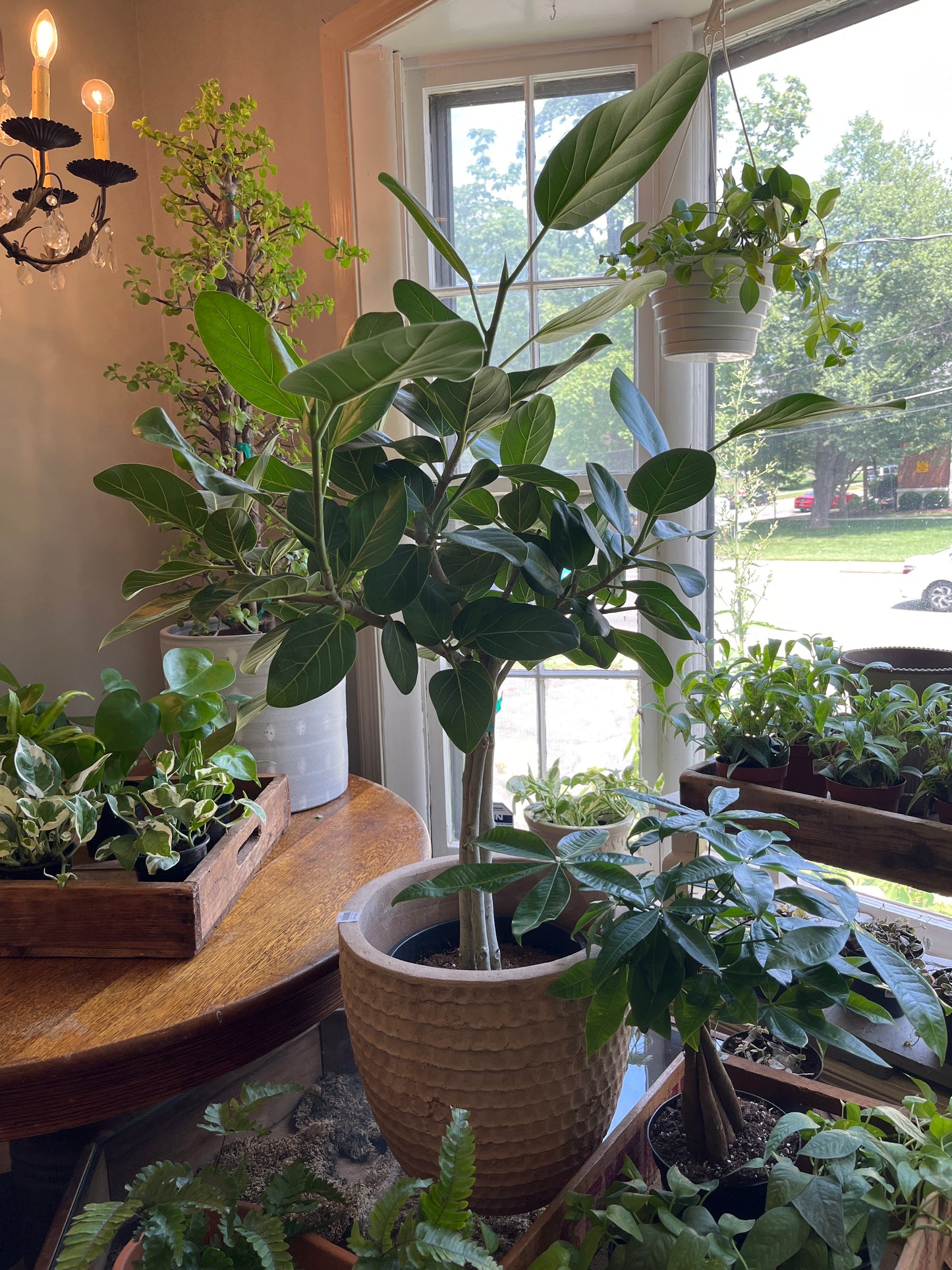 10" Ficus Audrey STD