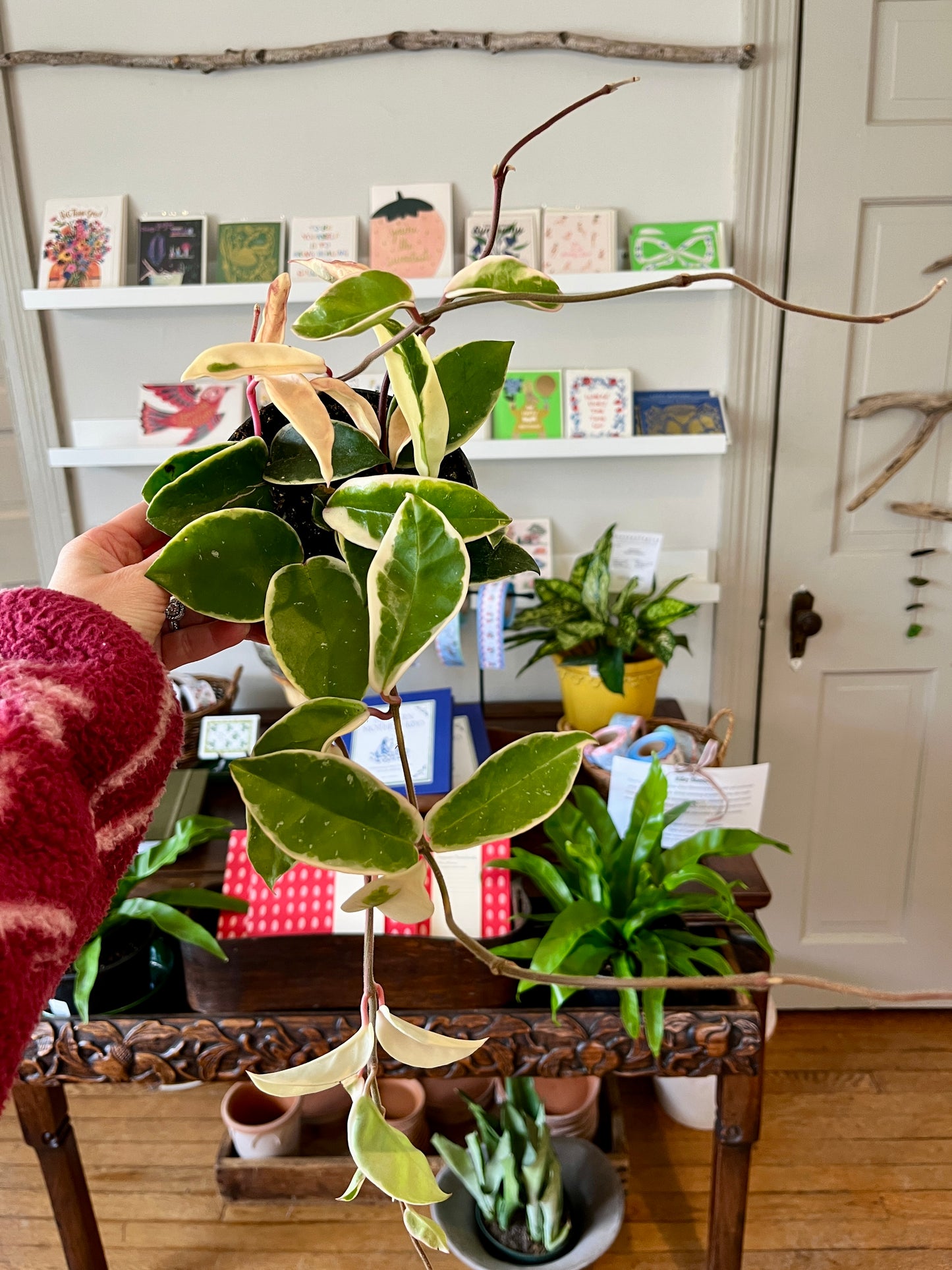 5" Hoya Carnosa - Krimson Queen