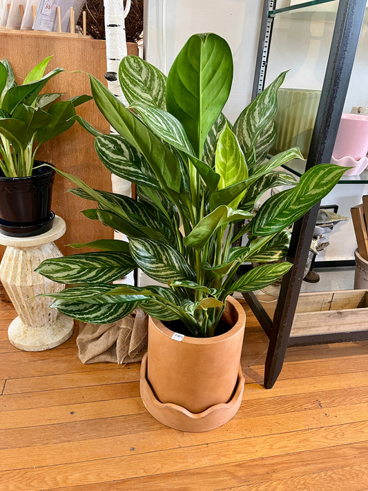 Aglaonema - Stripes