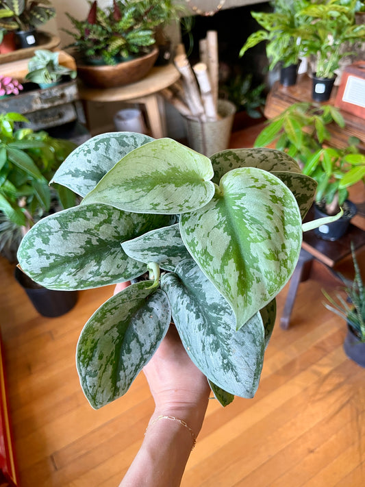Scindapsus 'Silver Satin', in 4" growers pot