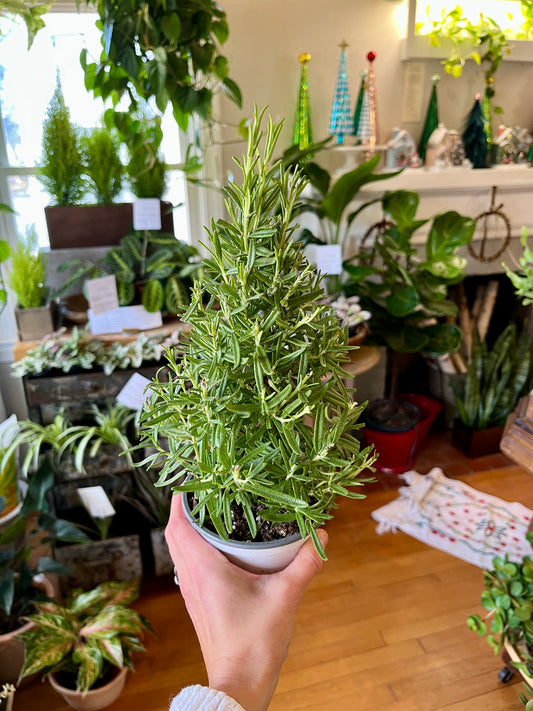 4" Rosemary Christmas Tree