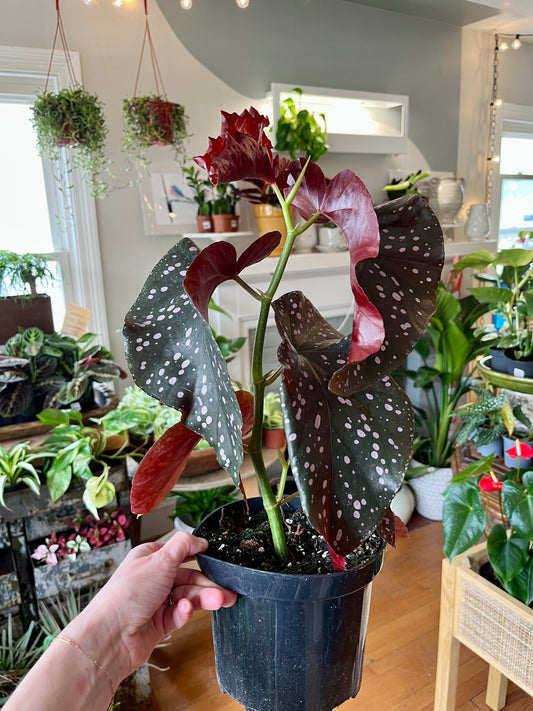 6" Begonia Rex Crackling Rosie